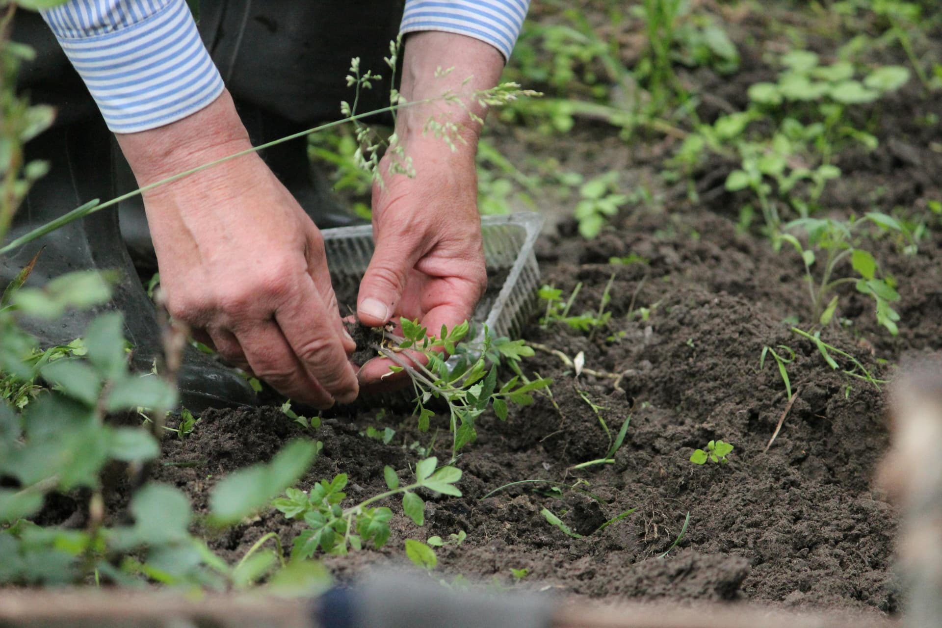 Préparer son jardin pour le printemps : calendrier mars
